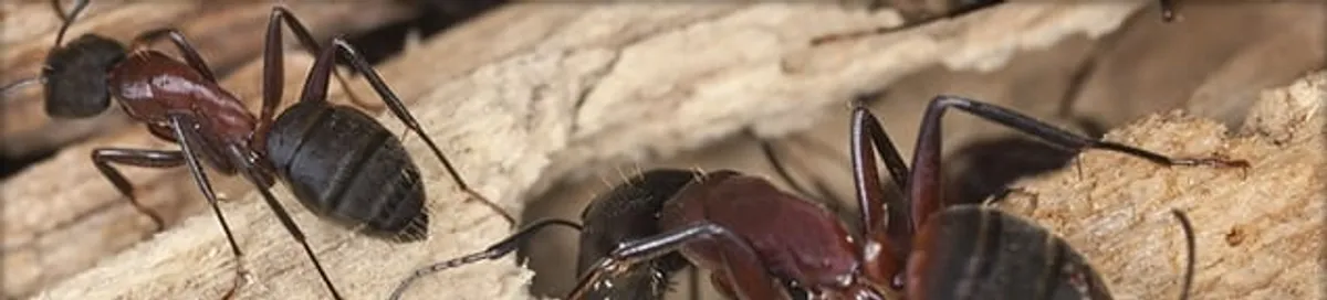 Close-up of ants on wood showing an active ant infestation in Austin, TX