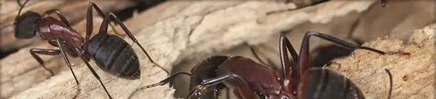 Close-up of ants on wood showing an active ant infestation in Austin, TX