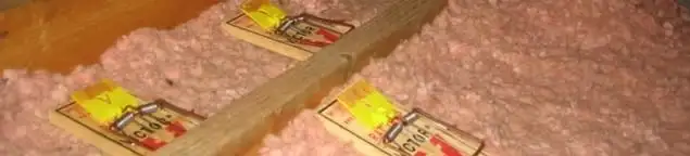 Mouse traps placed in an attic for rodent control in Austin, TX