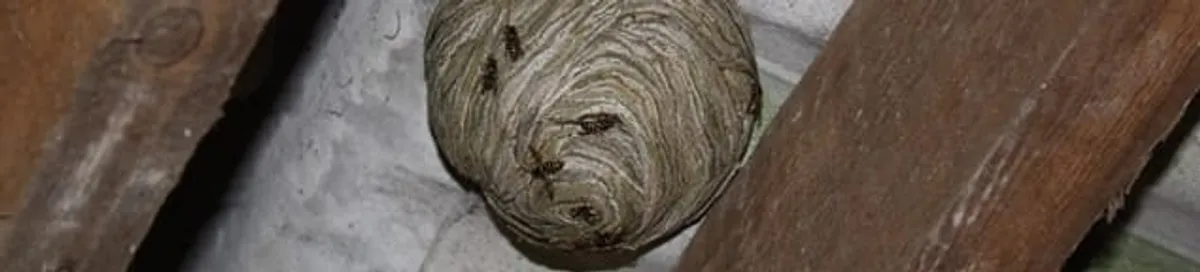 Wasp nest in an attic space, a common home infestation risk in Austin, TX
