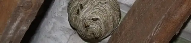 Wasp nest in an attic space, a common home infestation risk in Austin, TX