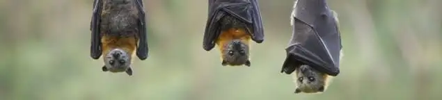 Bats roosting together, a common sign of a bat infestation in Austin, TX