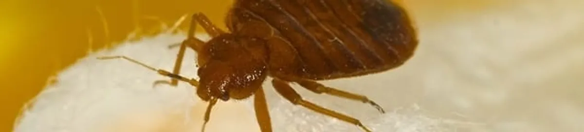 Close-up of a bed bug, a sign of an active infestation in Austin, TX