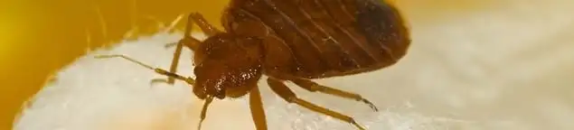 Close-up of a bed bug, a sign of an active infestation in Austin, TX