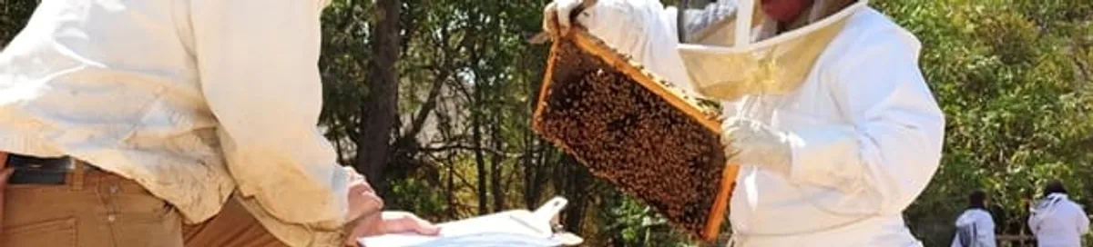 Bee removal specialists relocating a hive and honeycomb safely in Austin, TX