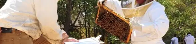Bee removal specialists relocating a hive and honeycomb safely in Austin, TX