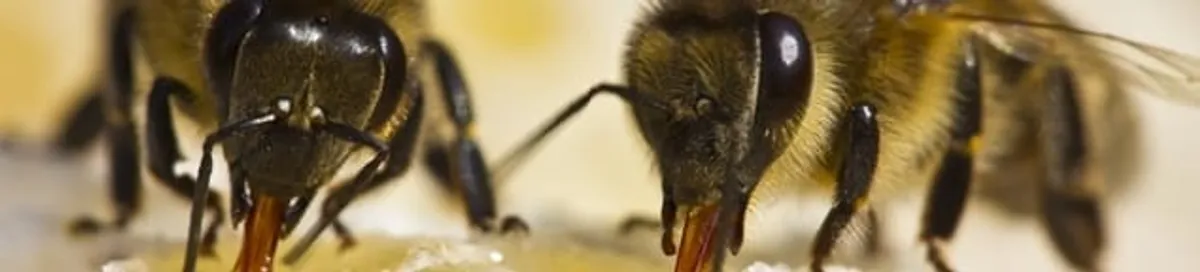 Close-up of honey bees, a sign of a nearby hive in Austin, TX