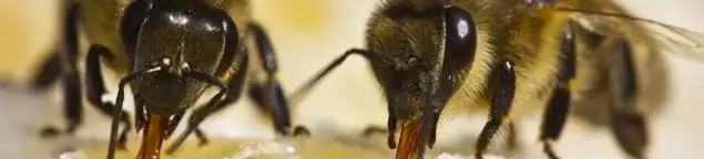 Close-up of honey bees, a sign of a nearby hive in Austin, TX