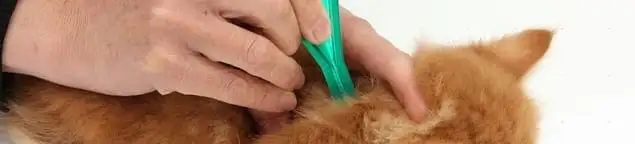 Flea treatment for pets using a flea comb, a sign of flea problems in Austin, TX