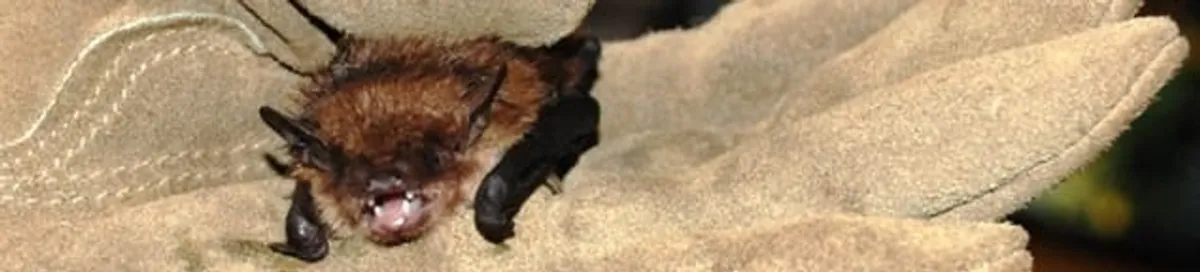 Bat removal specialist holding a bat safely during humane exclusion in Austin, TX