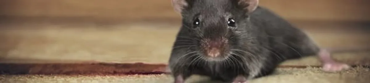 Mouse indoors, a common sign of a rodent infestation in Austin, TX