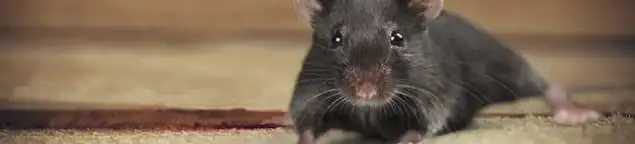 Mouse indoors, a common sign of a rodent infestation in Austin, TX
