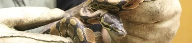 Snake removal specialist safely handling a snake with protective gloves in Austin, TX