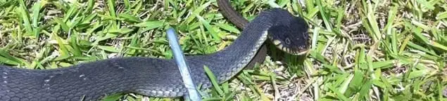 Snake in a yard, a common sign of a snake problem near a home in Austin, TX