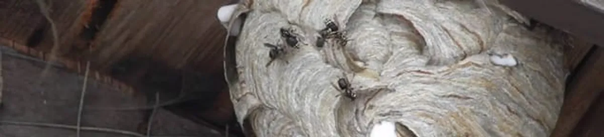 Close-up of a wasp nest with active wasps, a sign of an infestation in Austin, TX