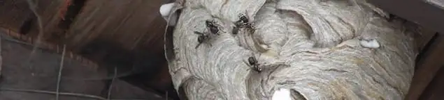 Close-up of a wasp nest with active wasps, a sign of an infestation in Austin, TX